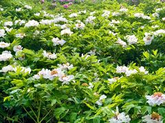 -洛阳市隋唐城遗址植物园
