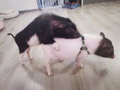 -浣熊柯尔鸭土拨鼠·电玩咖