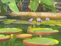 -国家植物园南园