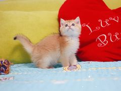 -Bastet sally猫舍购宠(静安店)