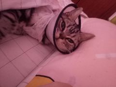 -安安宠医·臻爱宠物医院(簇锦北路分院)