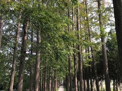 -上海长兴岛郊野公园