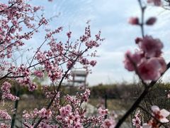-顾村公园
