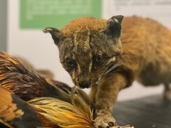 -昆明动物博物馆