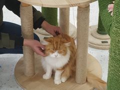 -喵园·猫主题咖啡厅·撸猫·猫咖(国贸店)