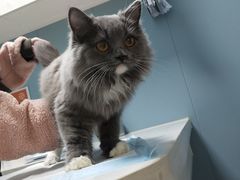 -关爱动物医院·心脏·中兽医·异宠(金牛路分院)