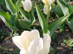 -长春公园(普阳街道)