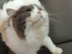 -喵园·猫主题咖啡厅·撸猫·猫咖(国贸店)