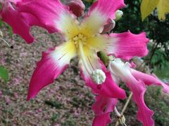 iphone_upload_pic-广州大学(桂花岗校区)