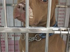 -喵汪萌宠屋旗舰店.洗澡美容.猫狗基地