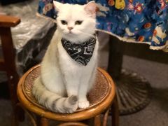 -猫色咖啡·猫咖