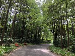 -上海滨江森林公园