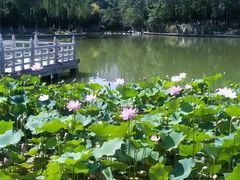 -莲湖公园