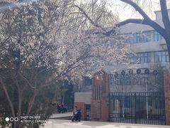 -桃花堤公园