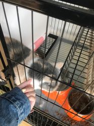 -英刺青 纹身 洗纹身