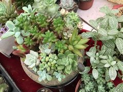 -秦美花卉(天朗·莱茵小城2期店)