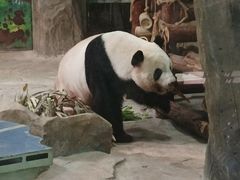 -灵玲国际马戏城