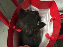 -艾贝尔宠物医院·24H转诊中心·肿瘤猫专科(江宁双龙店)
