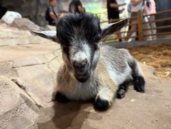 点击看大图 -Zoolung Zoolung动物主题公园(海信广场店)