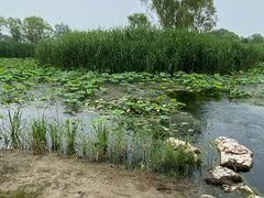 -大兴滨河森林公园