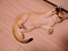 -Bastet sally猫舍购宠(静安店)