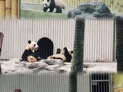 -磁器口古镇