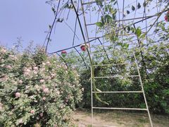 -都江堰玫瑰花溪谷