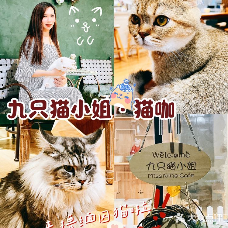 上海探店｜可以撸缅因猫的网红猫咖☕️