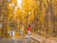 -金塔沙漠胡杨林景区