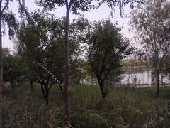 -伊犁河风景区