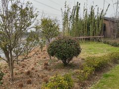 -昆山城市生态森林公园