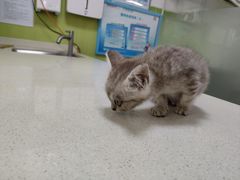 -瑞派旺宝宠物医院·犬猫全科综合·尿道专科(莲兴院)