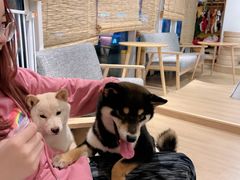 -南京Hallo宠物乐园·哈罗犬舍·柴犬繁育基地
