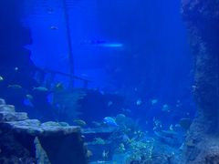 -西安曲江海洋极地公园