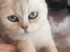 -BABIT巴比特宠物(MOMOPARK店)