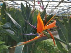 -南宫五洲植物乐园