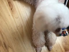 -酷豆宠物咖啡·宠物美食·撸猫馆