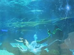 -海合安成都极地海洋公园