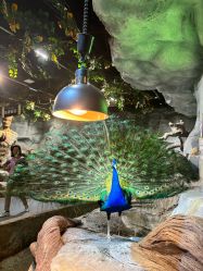 -Zoolung Zoolung动物主题公园(海信广场店)