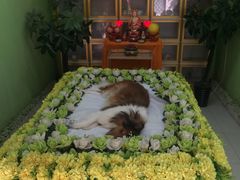 -翡翠森林宠物火化殡葬(通州店)