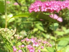 -白塘生态植物园