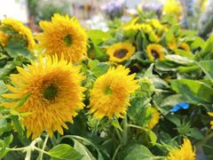 -双季花艺园艺市场(浦东店)