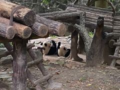 -都江堰中华大熊猫苑