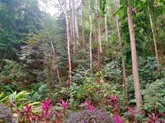 -火炉山森林公园