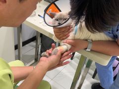 -艾吉宠物医院·疑难杂症转诊中心·猫友好(碧江路院)