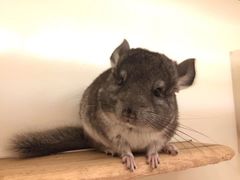 -龙猫仔乐园(惠福东路店)