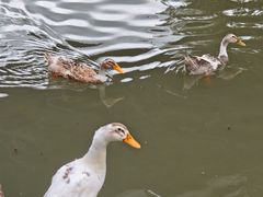 -J Create城市露营咖啡·简餐·宠物(上海动物园店)