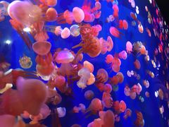 -成都浩海立方海洋公园