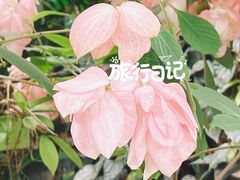 -中国科学院华南植物园