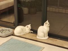 -lincat·猫舍(广州店)